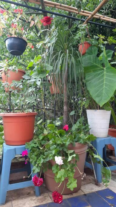 La Terraza Del Pochote Oaxaca Exteriör bild