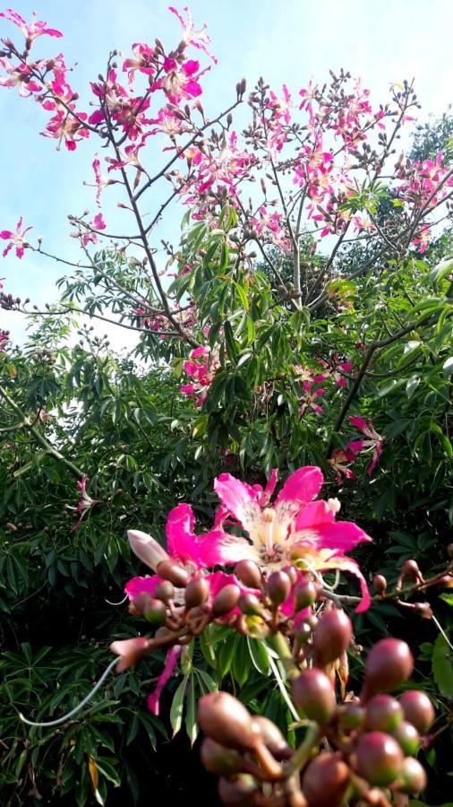 La Terraza Del Pochote Oaxaca Exteriör bild
